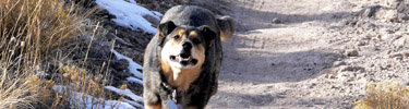 Pets are not permitted on park trails.